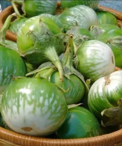 Thai Round Green Eggplant Seeds – Solanum Melongena – 100 Seeds for Planting - Image 5