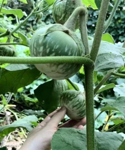 Thai Round Green Eggplant Seeds – Solanum Melongena – 100 Seeds for Planting - Image 6