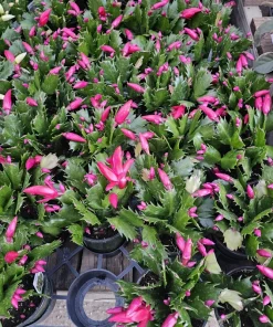 Thanksgiving Cactus Live Plant - Schlumbergera truncata - 2in or 4in Pot - Image 2