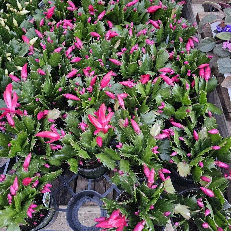Thanksgiving Cactus Live Plant - Schlumbergera truncata - 2in or 4in Pot - Image 2