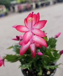 Thanksgiving Cactus Live Plant - Schlumbergera truncata - 2in or 4in Pot - Image 3