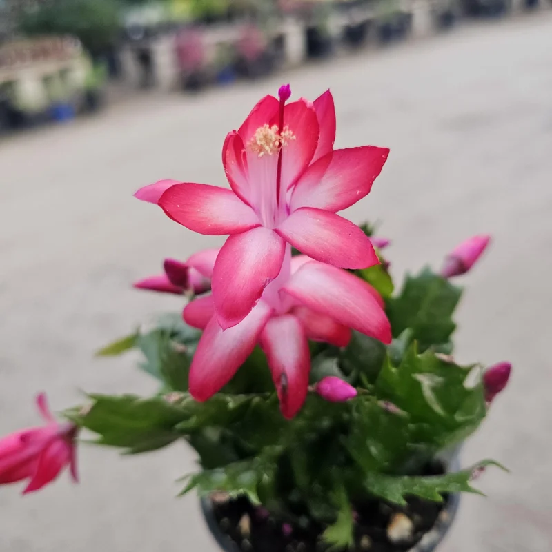Thanksgiving Cactus Live Plant - Schlumbergera truncata - 2in or 4in Pot - Image 3