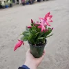 Thanksgiving Cactus Live Plant - Schlumbergera truncata - 2in or 4in Pot - Image 1