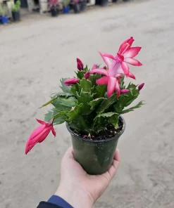 Thanksgiving Cactus Live Plant - Schlumbergera truncata - 2in or 4in Pot - Image 1