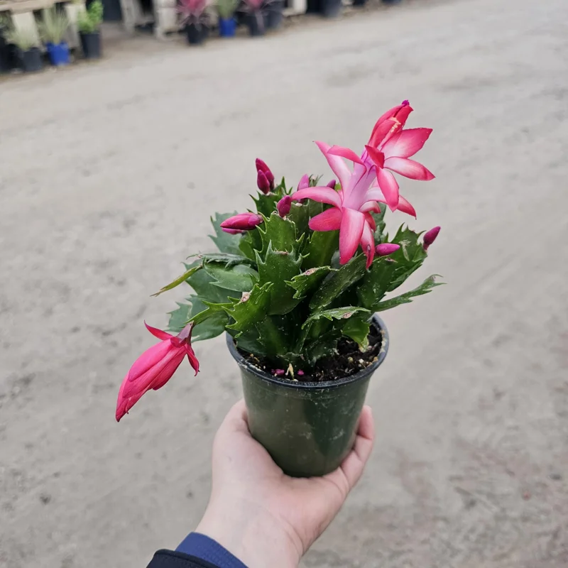 Thanksgiving Cactus Live Plant - Schlumbergera truncata - 2in or 4in Pot - Image 1