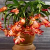 Thanksgiving Cactus Live Plant - Schlumbergera truncata, Flowering Succulent - Image 1