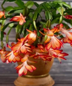Thanksgiving Cactus Live Plant - Schlumbergera truncata, Flowering Succulent - Image 1
