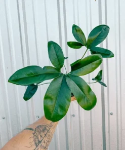 Thaumatophyllum Spruceanum Live Plant – Philodendron Goeldii – Unique Indoor Foliage - Image 2