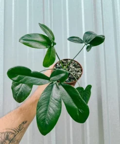 Thaumatophyllum Spruceanum Live Plant - Philodendron Goeldii Tropical Houseplant Indoor - Image 1
