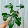 Thaumatophyllum Spruceanum Live Plant – Philodendron Goeldii – Unique Indoor Foliage - Image 1
