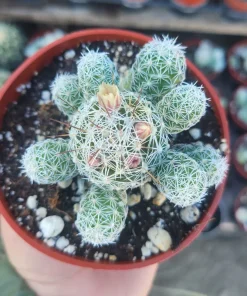 Thimble Cactus Live Plant – Rare Mammillaria gracilis fragilis – 4in Pot - Image 2