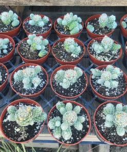 Thimble Cactus Live Plant – Rare Mammillaria gracilis fragilis – 4in Pot - Image 3