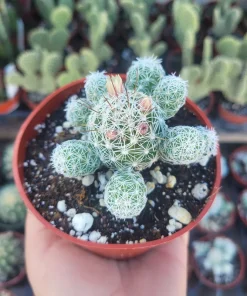 Thimble Cactus Live Plant – Rare Mammillaria gracilis fragilis – 4in Pot - Image 1