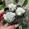 Thimble Cactus Mammillaria Gracilis Fragilis Live Plant - 2 inch pot Indoor - Image 1