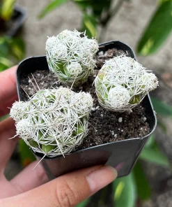 Thimble Cactus Mammillaria Gracilis Fragilis Live Plant - 2 inch pot Indoor - Image 1