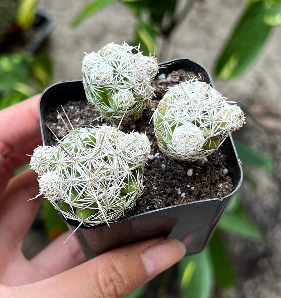 Thimble Cactus Mammillaria Gracilis Fragilis Live Plant - 2 inch pot Indoor - Image 1