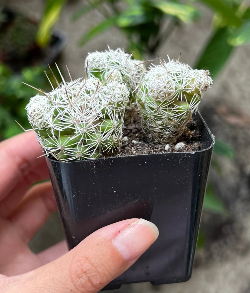 Thimble Cactus Mammillaria Gracilis Fragilis Live Plant - 2 inch pot Indoor - Image 2