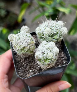 Thimble Cactus Mammillaria Gracilis Fragilis Live Plant - 2 inch pot Indoor - Image 3