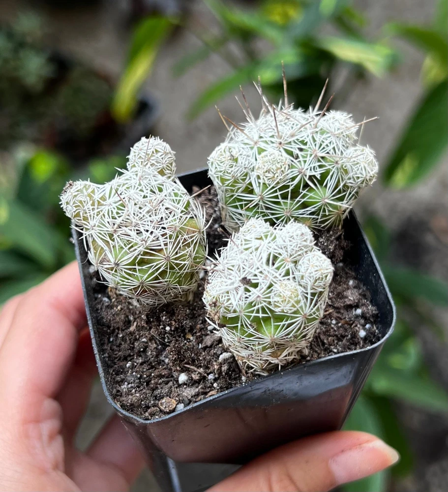 Thimble Cactus Mammillaria Gracilis Fragilis Live Plant - 2 inch pot Indoor - Image 3