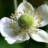 Thimbleweed Seeds - 50 Heirloom Anemone cylindrica Seeds for Pollinators - Image 1