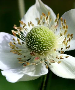Thimbleweed Seeds - 50 Heirloom Anemone cylindrica Seeds for Pollinators - Image 1