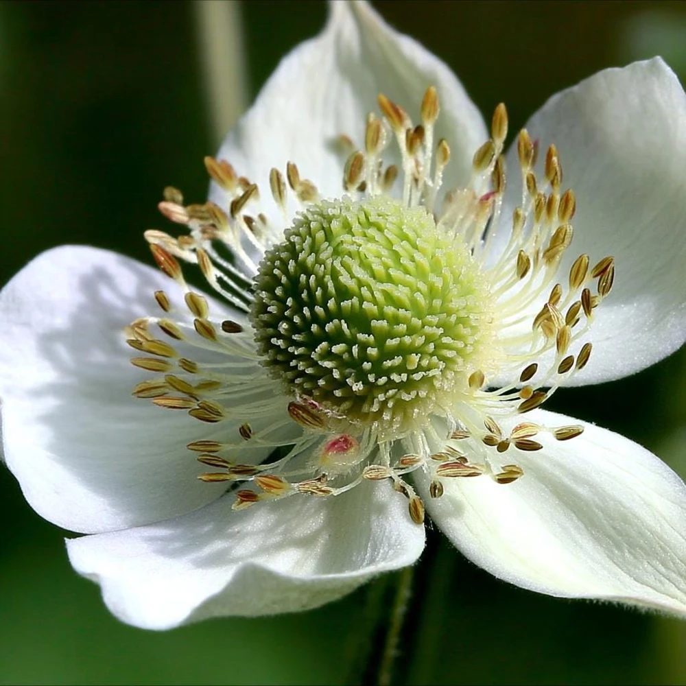 Thimbleweed Seeds - 50 Heirloom Anemone cylindrica Seeds for Pollinators - Image 1