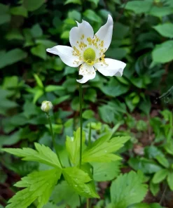 Thimbleweed Seeds - 50 Heirloom Anemone cylindrica Seeds for Pollinators - Image 2