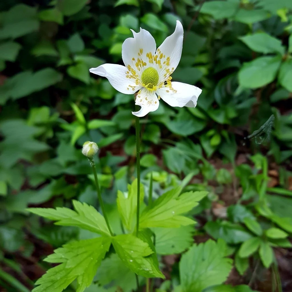 Thimbleweed Seeds - 50 Heirloom Anemone cylindrica Seeds for Pollinators - Image 2
