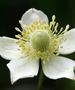 Thimbleweed Seeds - 50 Heirloom Anemone cylindrica Seeds for Pollinators - Image 3