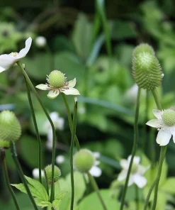 Thimbleweed Seeds - 50 Heirloom Anemone cylindrica Seeds for Pollinators - Image 4