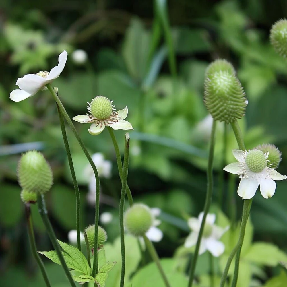 Thimbleweed Seeds - 50 Heirloom Anemone cylindrica Seeds for Pollinators - Image 4