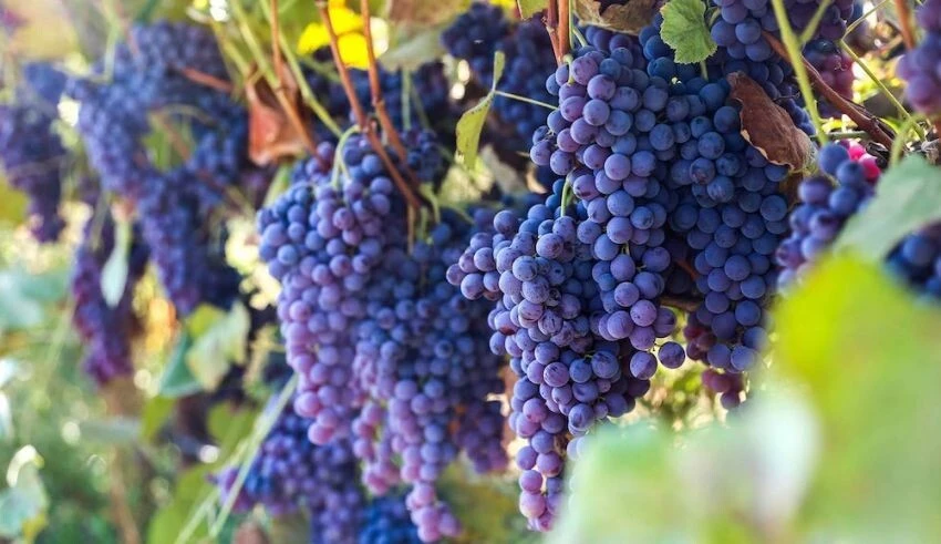 Thomcord Seedless Grape Vine Live Plant - 1-2 Year Old, Outdoor, Edible Blue Grapes - Image 2