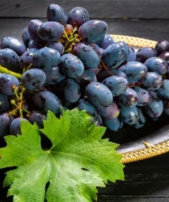 Thomcord Seedless Grape Vine Live Plant - 1-2 Year Old, Outdoor, Edible Blue Grapes - Image 3