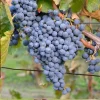 Thomcord Seedless Grape Vine Live Plant - 1-2 Year Old, Outdoor, Edible Blue Grapes - Image 1
