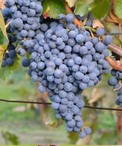 Thomcord Seedless Grape Vine Live Plant - 1-2 Year Old, Outdoor, Edible Blue Grapes - Image 1