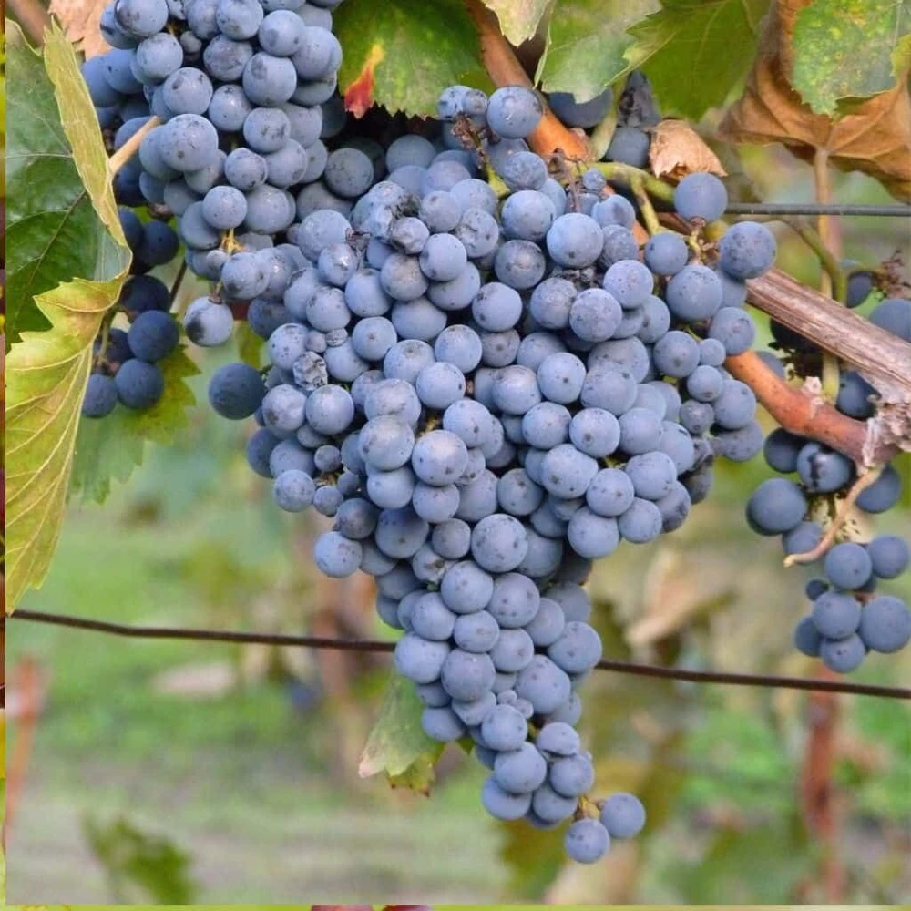Thomcord Seedless Grape Vine Live Plant - 1-2 Year Old, Outdoor, Edible Blue Grapes - Image 1
