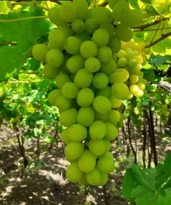 Thompson Seedless Grape Vine Live Plant - 1-2 Year Old, Outdoor, Edible - Image 3