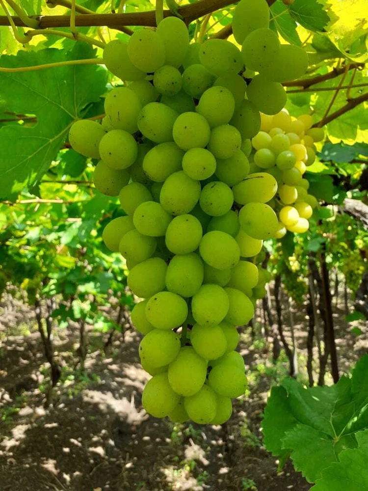 Thompson Seedless Grape Vine Live Plant - 1-2 Year Old, Outdoor, Edible - Image 3