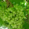 Thompson Seedless Grape Vine Live Plant - 1-2 Year Old, Outdoor, Edible - Image 1
