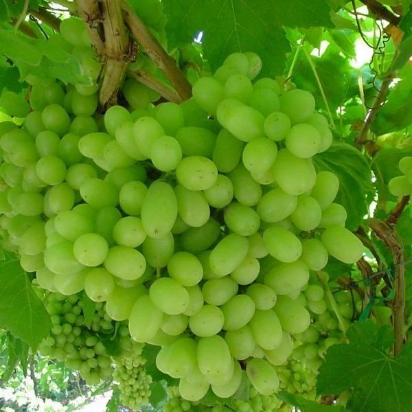 Thompson Seedless Grape Vine Live Plant - 1-2 Year Old, Outdoor, Edible - Image 1