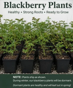 Thornless Blackberry Bush Live Plant - 6-10" Tall 4" Pot - Large Fruits, Outdoor - Image 2