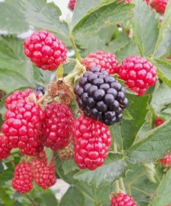 Thornless Blackberry Bush Live Plant - 6-10