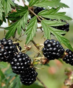 Thornless Blackberry Bush Live Plant - 6-10