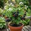 Thornless Blackberry Bush Live Plant - 6-10" Tall 4" Pot - Large Fruits, Outdoor - Image 1