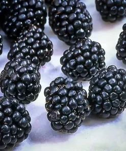 Thornless Blackberry Live Plant - Ouachita Berry Bush 5-9