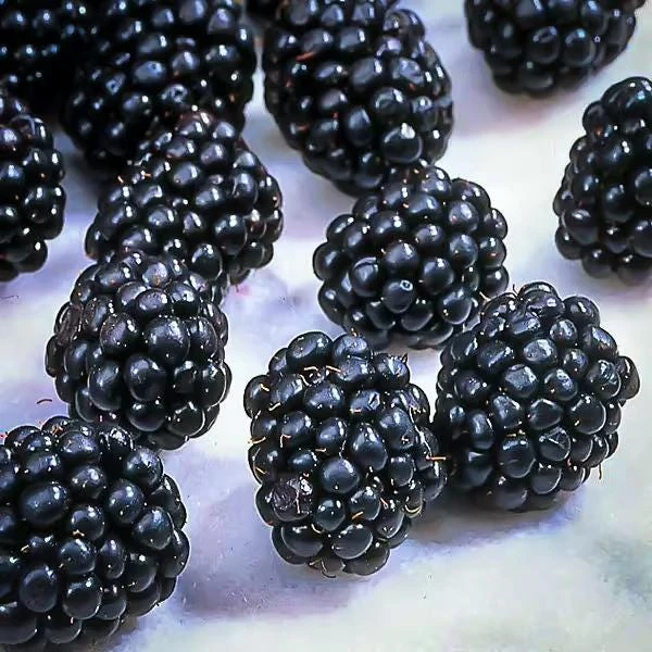 Thornless Blackberry Live Plant - Ouachita Berry Bush 5-9" Tall - Zones 6-9 - Image 3