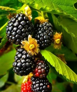 Thornless Blackberry Live Plant - Ouachita Berry Bush 5-9