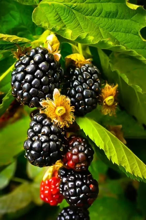 Thornless Blackberry Live Plant - Ouachita Berry Bush 5-9" Tall - Zones 6-9 - Image 4