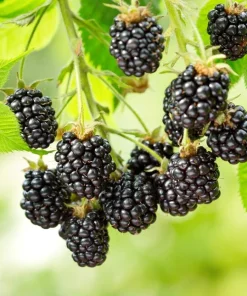 Thornless Blackberry Live Plant - Ouachita Berry Bush 5-9