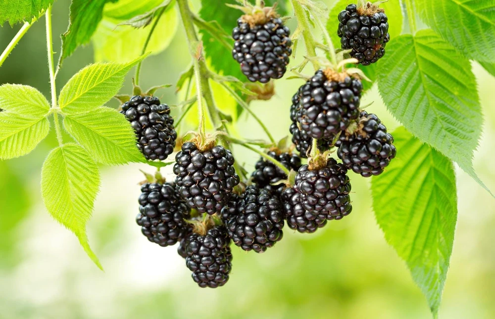 Thornless Blackberry Live Plant - Ouachita Berry Bush 5-9" Tall - Zones 6-9 - Image 5